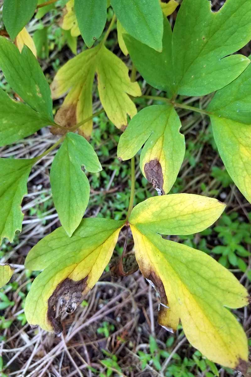 تصویر عمودی نزدیک از یک گیاه قلبی در حال خونریزی با شاخ و برگ های زرد و قهوه ای.
