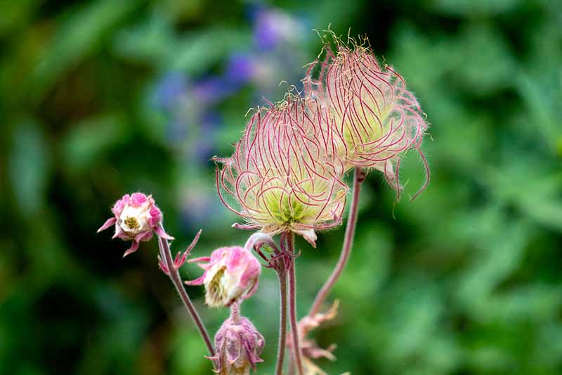 تصویر افقی نزدیک از دود چمنزار (Geum triflorum) که در باغ در حال رشد است که در پس‌زمینه‌ای با فوکوس ملایم تصویر شده است.