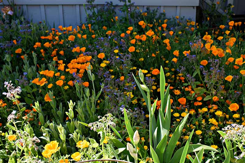 تصویر افقی نزدیک از خشخاش کالیفرنیا در حال رشد در یک گل وحشی مخلوط که در زیر نور آفتاب به تصویر کشیده شده است.