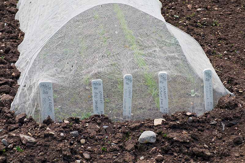 تصویر افقی نزدیک از ردیف‌هایی از هویج که در زیر پوشش‌های ردیف شناور رشد می‌کنند تا از آفات محافظت کنند.
