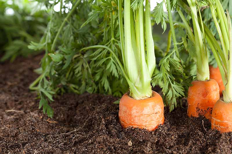 یک تصویر افقی نزدیک از هویج در حال رشد در باغ که بالای ریشه ها در بالای خاک قابل مشاهده است که نشان می دهد آنها برای برداشت آماده هستند.