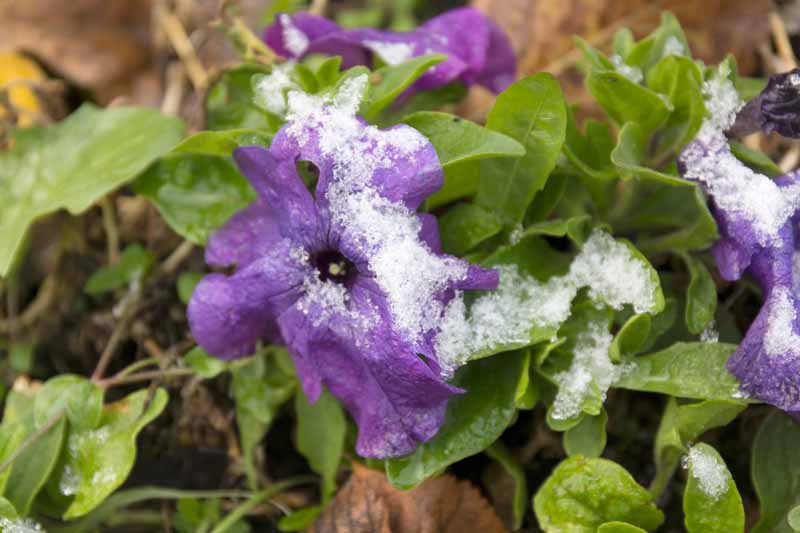 تصویر افقی نزدیک از گل اطلسی بنفش پوشیده شده در یخبندان سبک.
