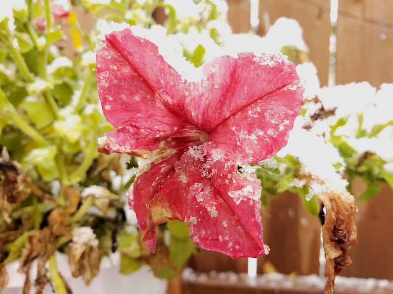 تصویر افقی نزدیک از یک شکوفه گل اطلسی قرمز پوشیده از یخبندان با حصار چوبی با فوکوس ملایم در پس‌زمینه.