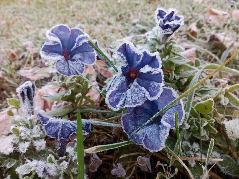 تصویر افقی نزدیک از گل اطلسی آبی در حال رشد در باغ پوشیده از یخبندان.