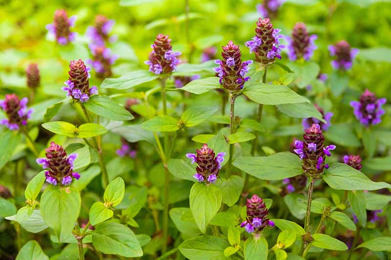 تصویر افقی نزدیک از Prunella vulgaris که به آن خود درمانی معمولی می‌گویند با شاخ و برگ سبز و گل‌های بنفش.