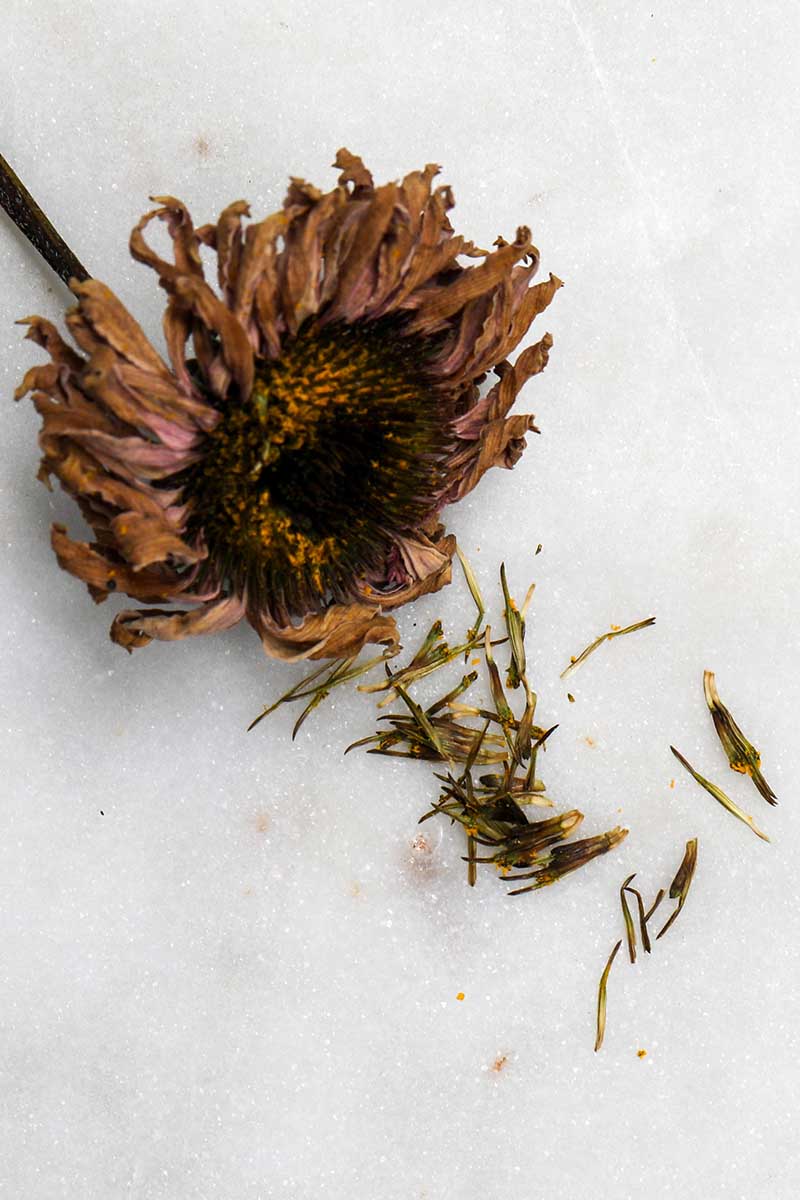 تصویر عمودی نزدیک از یک گل مخروطی خشک با دانه‌هایی که از مرکز بیرون می‌ریزند، روی یک سطح سفید.