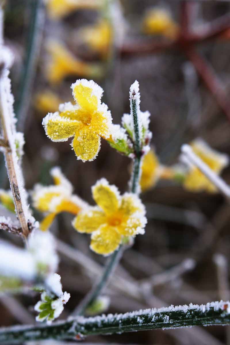 تصویر عمودی نزدیک از گل‌های یاس زرد پوشیده از یخبندان در ماه‌های زمستان که در پس‌زمینه‌ای با فوکوس ملایم تصویر شده است.
