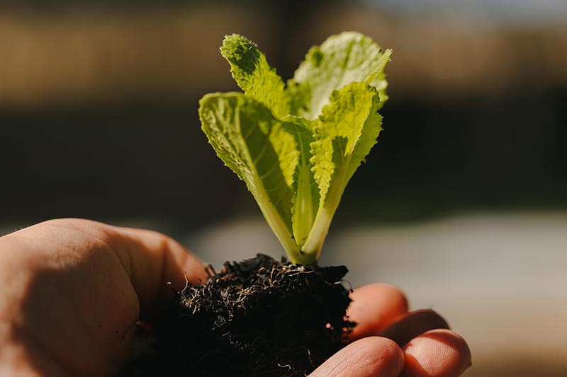تصویر افقی نزدیک از دستی که یک نهال کوچک بوک چوی را برای کاشت در باغ در دست گرفته است، که روی پس‌زمینه فوکوس ملایم تصویر شده است.