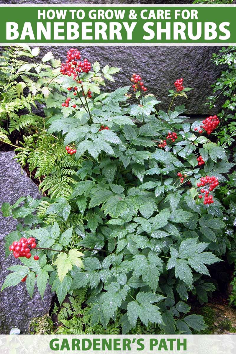 تصویر عمودی نزدیک از یک گیاه انگور قرمز که در مکانی سایه دار با سرخس و سنگ رشد می کند.  در بالا و پایین کادر، متن سبز و سفید چاپ شده است.