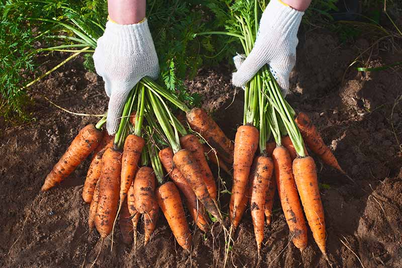 تصویر افقی نزدیک از دو دست از بالای قاب که دستکش‌های سفید باغبانی پوشیده‌اند و دو دسته بزرگ هویج تازه برداشت شده در دست دارند.
