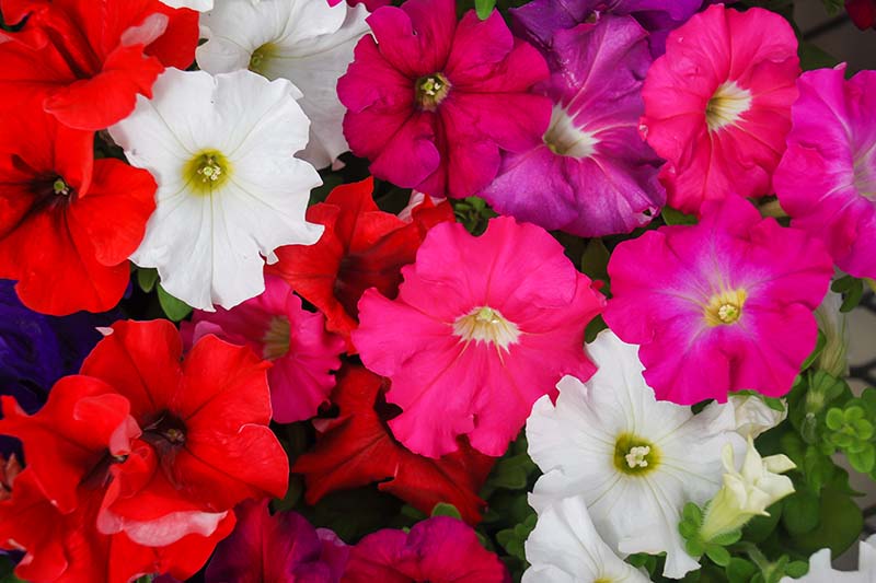 تصویر افقی نزدیک از گل اطلسی های رنگارنگ در حال رشد در ظروف.