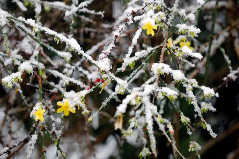 تصویر افقی نزدیک از یاس زرد پوشیده از گرد و غبار ملایم یخبندان و برف که روی پس‌زمینه‌ای با فوکوس ملایم تصویر شده است.