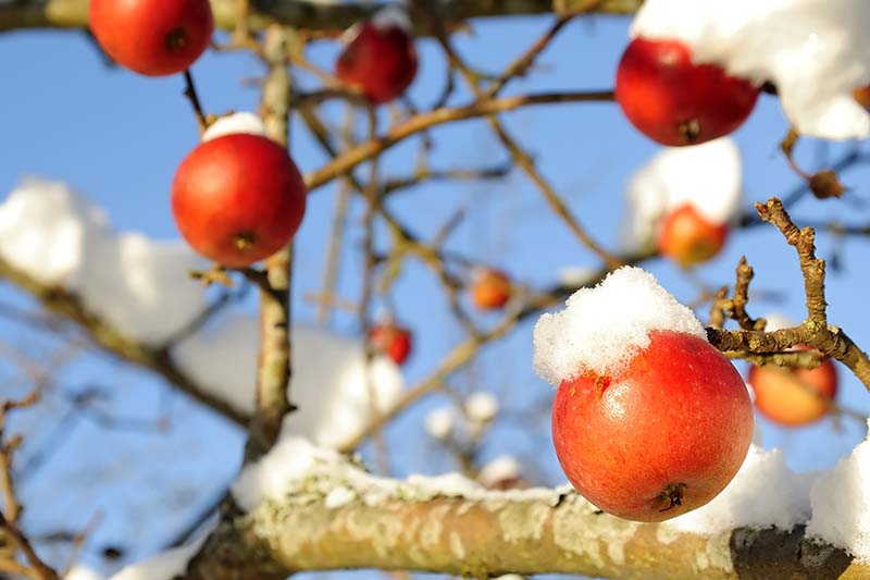 تصویر افقی نزدیک از یک درخت سیب با میوه های رسیده پوشیده از گرد و غبار ملایم برف که در زیر نور آفتاب درخشان در پس زمینه آسمان آبی به تصویر کشیده شده است.