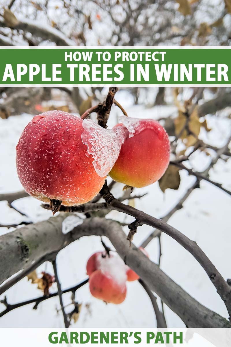 تصویر عمودی نزدیک از یک درخت سیب با میوه های رسیده در منظره زمستانی.  در بالا و پایین کادر، متن سبز و سفید چاپ شده است.