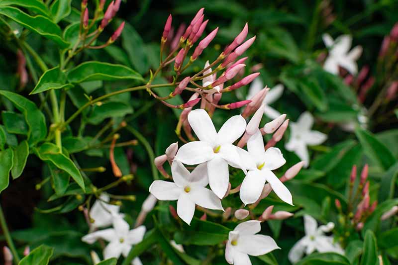 تصویر افقی نزدیک از گل‌های سفید Jasminum officinale که در فصل بهار در باغ رشد می‌کنند.