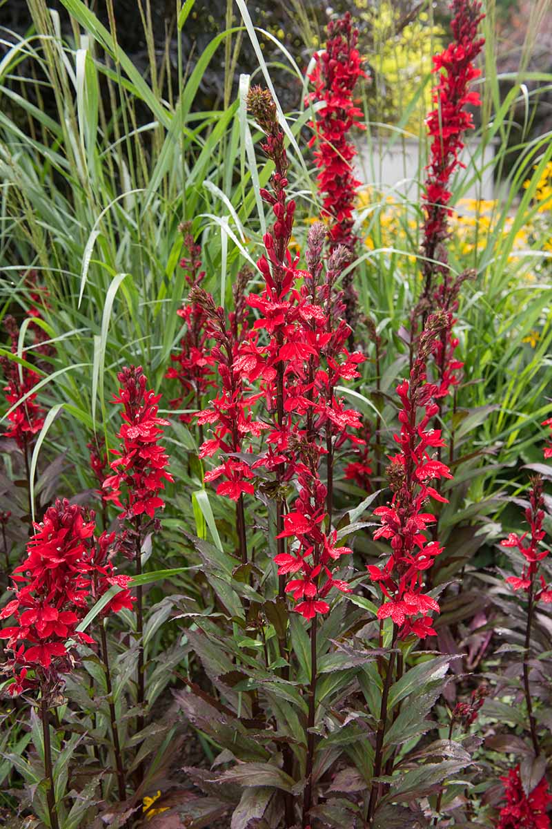 تصویر عمودی نزدیک از گل کاردینال قرمز (Lobelia cardinalis) در حال رشد در باغ.