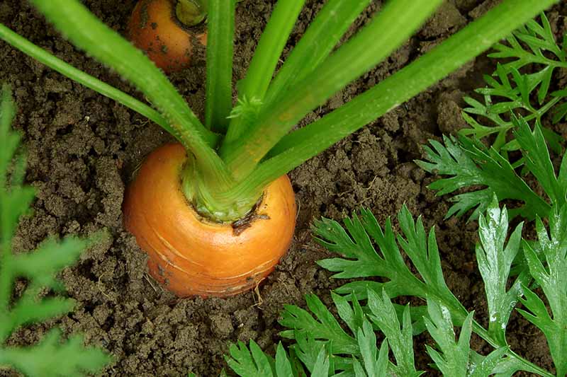 تصویر افقی نزدیک از هویج در حال رشد در باغ در خاک غنی تیره.