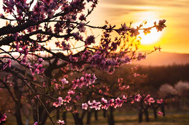 تصویر افقی نزدیک از یک درخت میوه در حال شکوفه که در غروب خورشید در پس‌زمینه‌ای با فوکوس ملایم تصویر شده است.