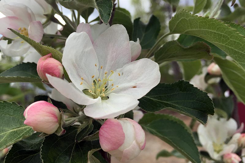 تصویر افقی نزدیک از شکوفه های سیب صورتی و سفید کوچک در بهار.