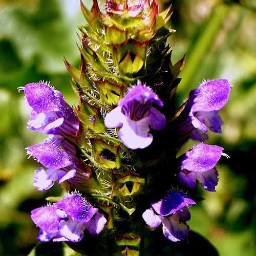 تصویر مربع نزدیک از گل‌های بنفش Prunella vulgaris که در باغ رشد می‌کنند، در زیر نور آفتاب روشن روی پس‌زمینه‌ای با فوکوس ملایم.