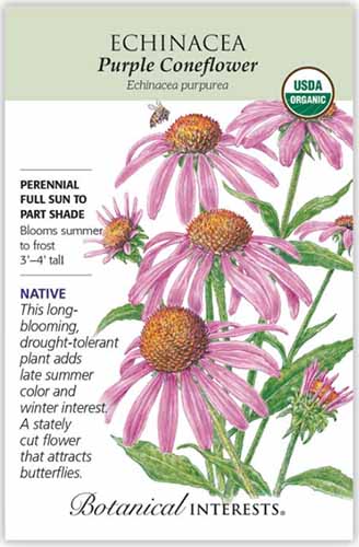 یک تصویر عمودی نزدیک از یک بسته بذر از گل مخروطی بنفش (Echinacea purpurea)، با متن در سمت چپ کادر و یک تصویر دست‌کش شده از گیاه در سمت راست.