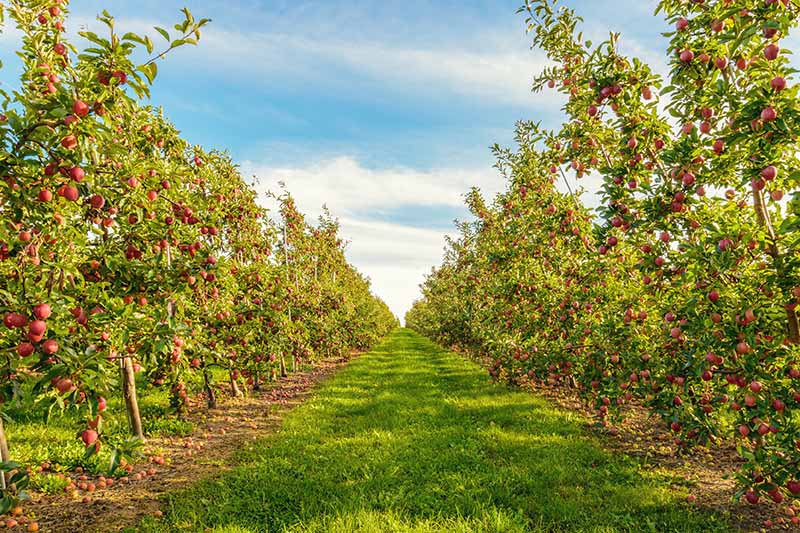 تصویری افقی از ردیف‌های درختان سیب در حال رشد در باغی که در پس‌زمینه آسمان آبی تصویر شده است.