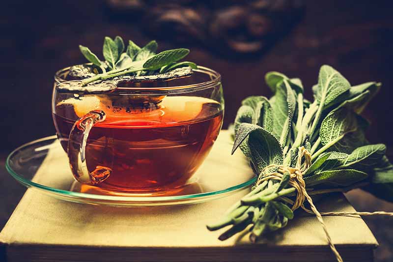 تصویر افقی نزدیک از یک فنجان چای گیاهی با دسته‌های مریم گلی که روی سطح چوبی کنار آن قرار گرفته است.