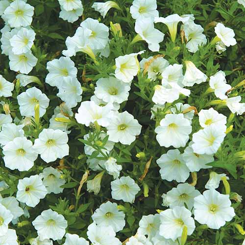 تصویر مربعی نزدیک از گل اطلسی‌های سفید «نارگیل» موج شوک که در باغ رشد می‌کنند.