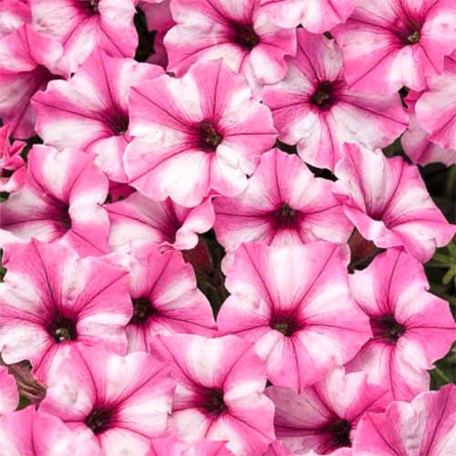 تصویر مربعی نزدیک از گل های «Supertunia Mini Vista Pink Star».
