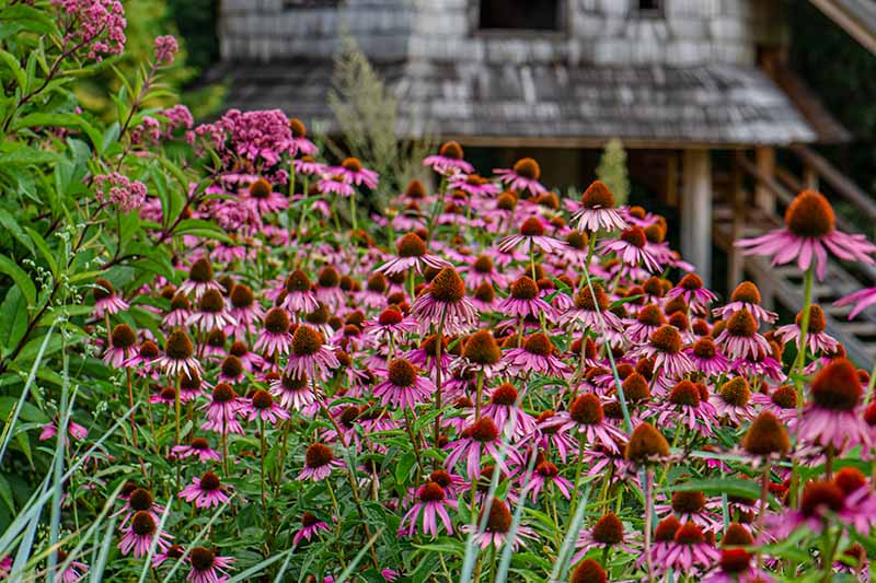 تصویری افقی از یک دسته بزرگ از گل‌های مخروطی بنفش که در یک چمنزار بیرون از یک خانه چوبی رشد می‌کنند.