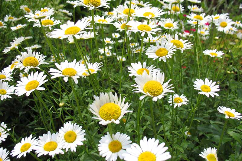 تصویر افقی نزدیک از بابونه در حال رشد در باغ با گل‌های دیزی‌مانند سفید.