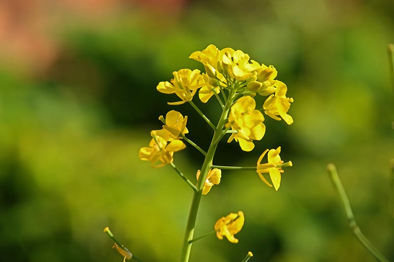 تصویر افقی نزدیک از گل‌های زرد کوچک یک گیاه براسیکا که پیچ‌خورده است، در زیر نور آفتاب روشن روی پس‌زمینه‌ای با فوکوس ملایم تصویر شده است.