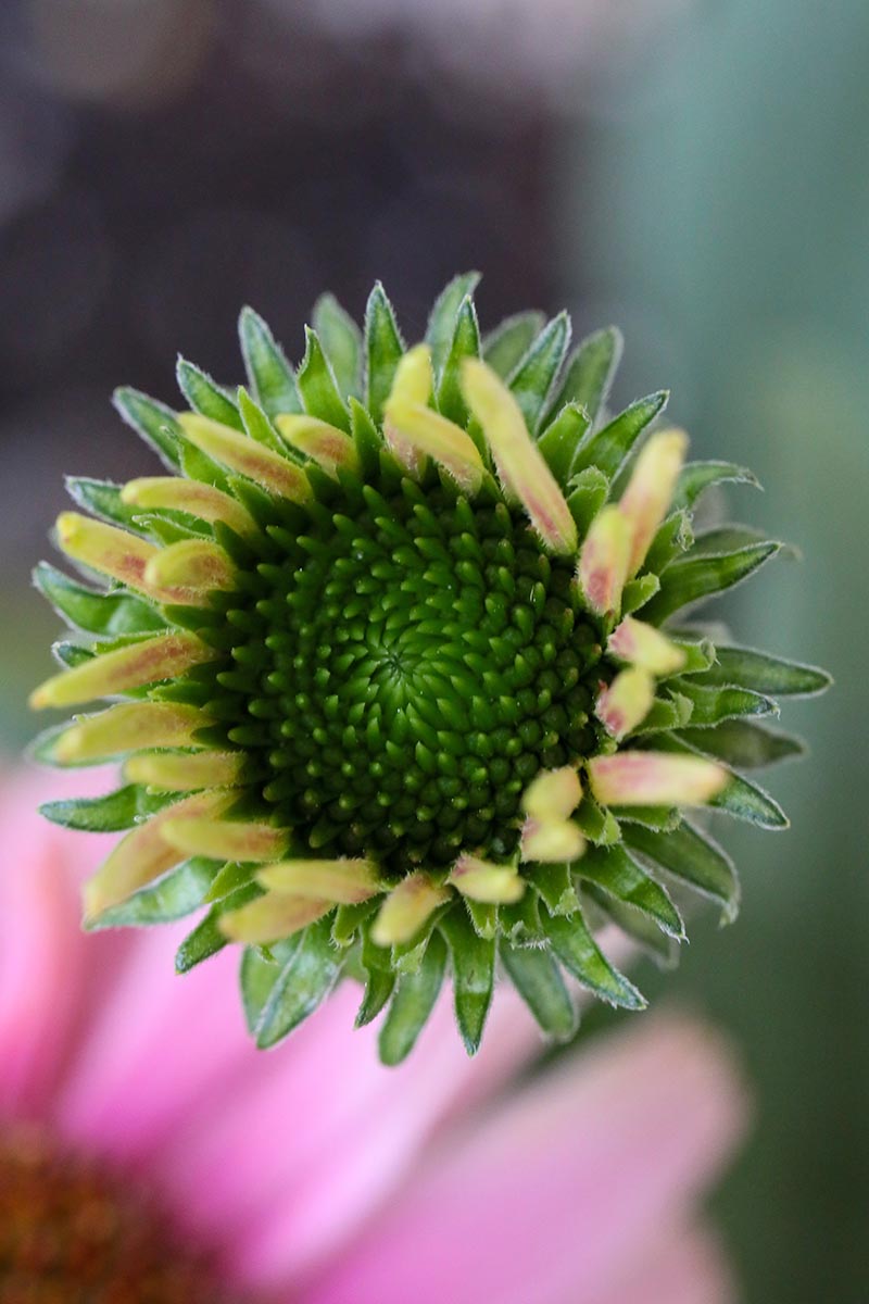 تصویر عمودی نزدیک از یک گل مخروطی جوان که به طور کامل شکل نگرفته است، روی پس‌زمینه فوکوس ملایم تصویر شده است.