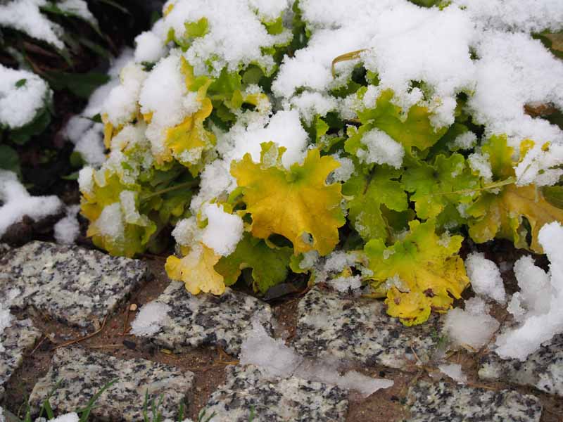 تصویر افقی نزدیک از گیاهان هوشرا در حال رشد در حاشیه باغ پوشیده از پوشش برف.