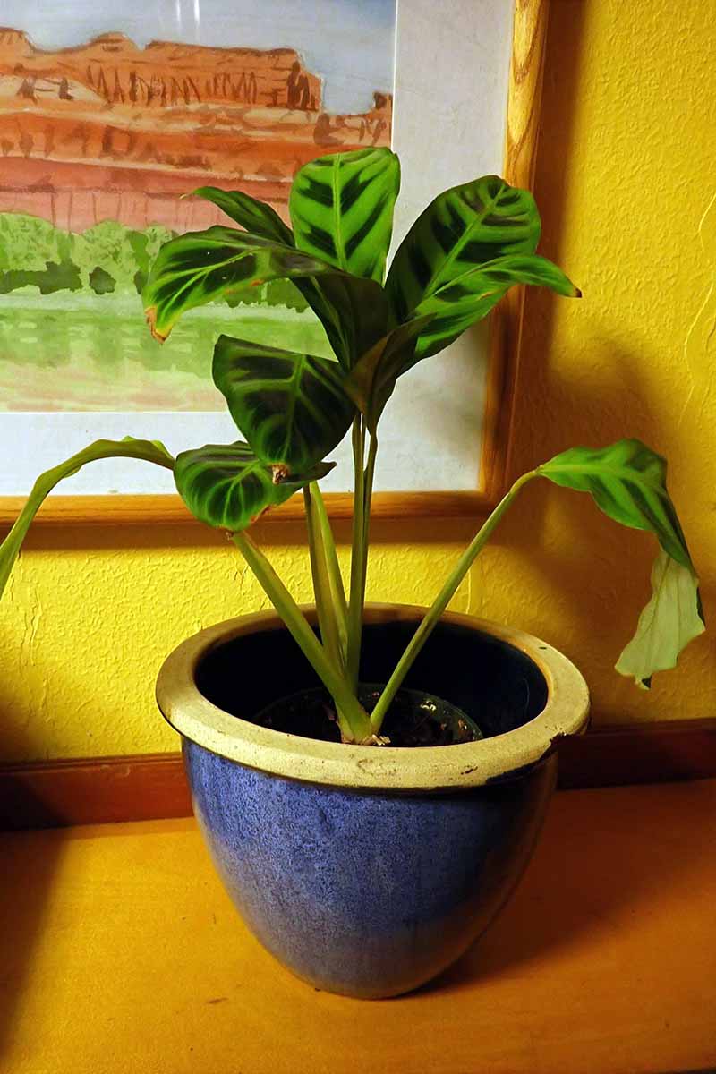 تصویر عمودی نزدیک از یک گیاه گورخر که در یک گلدان سرامیکی روی یک سطح چوبی رشد می کند.