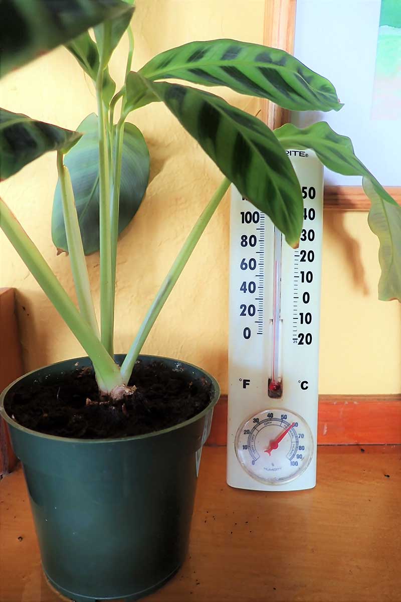 تصویر عمودی نزدیک از یک گیاه آپارتمانی در یک گلدان پلاستیکی کوچک روی یک سطح چوبی با یک دماسنج در پس‌زمینه.
