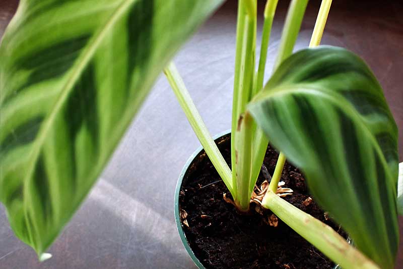 تصویر افقی نزدیک از گیاه گورخر با دو ساقه در حال رشد در یک گلدان پلاستیکی کوچک.