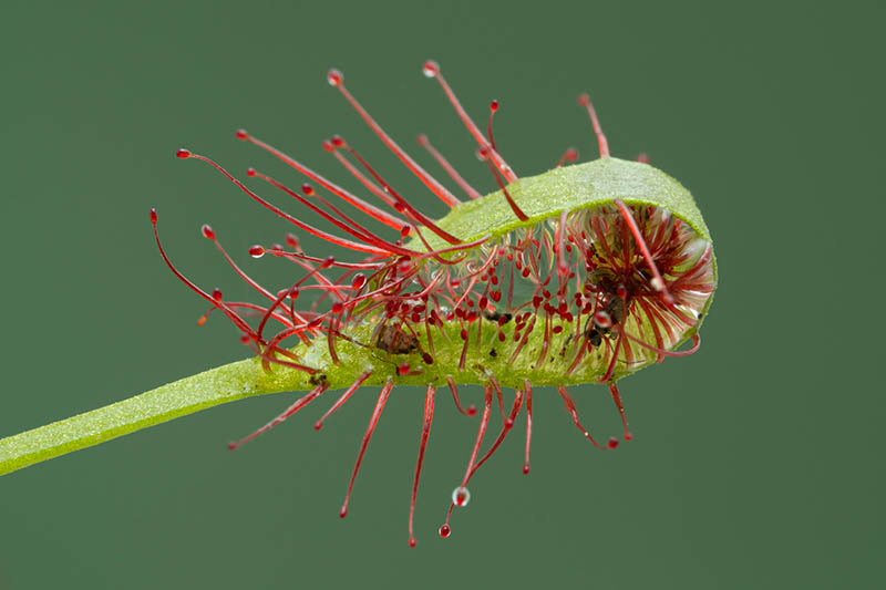 تصویر افقی نزدیک از یک گیاه آفتابه (Drosera) با حشره ای که در برگ گرفتار شده است، تصویری روی پس زمینه با فوکوس نرم.