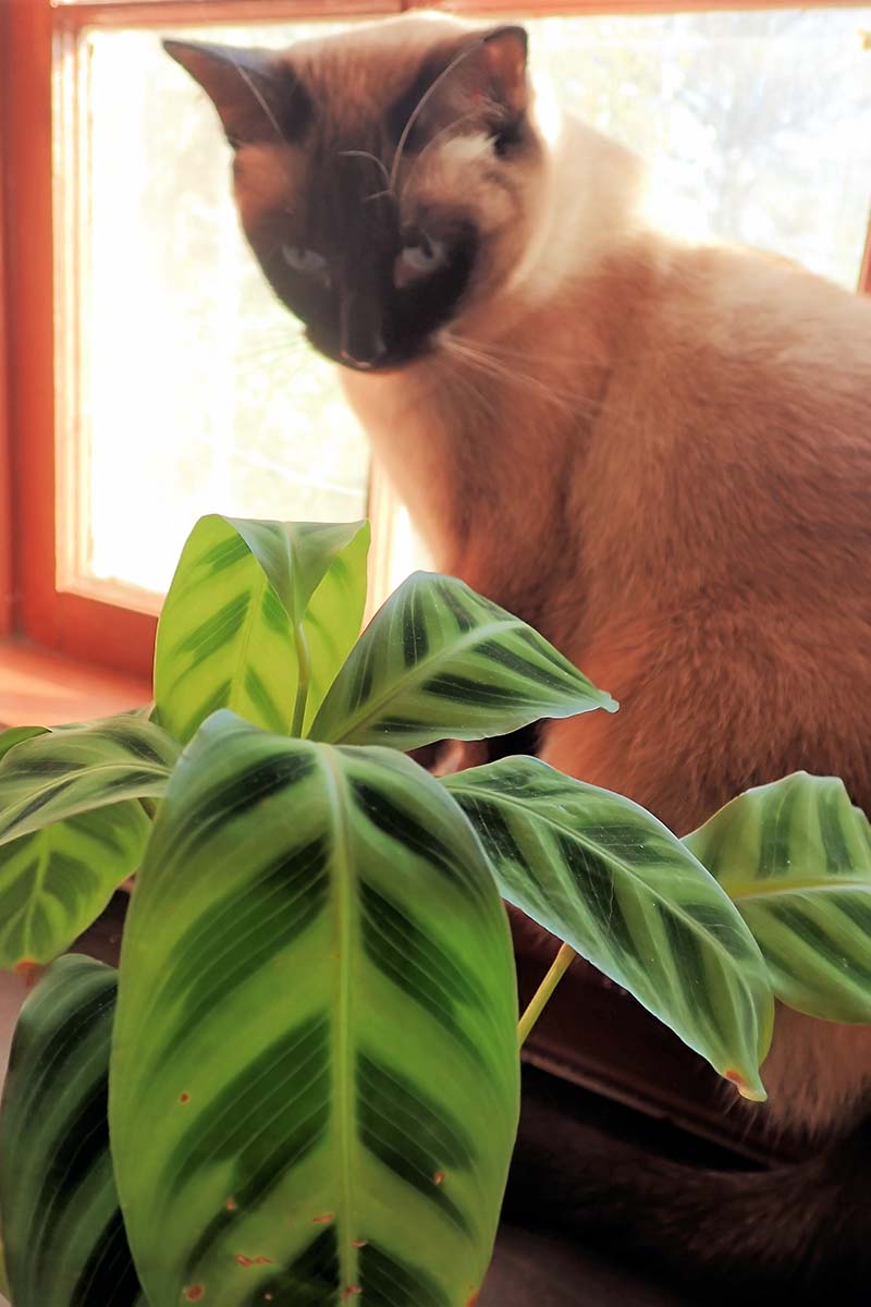 تصویر عمودی نزدیک از گربه ای که روی طاقچه نشسته و یک گیاه آپارتمانی کوچک را بررسی می کند.
