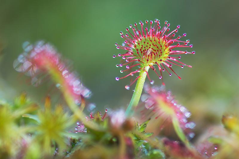 تصویر افقی نزدیک از گونه Drosera که در پس‌زمینه‌ای با فوکوس ملایم تصویر شده است.