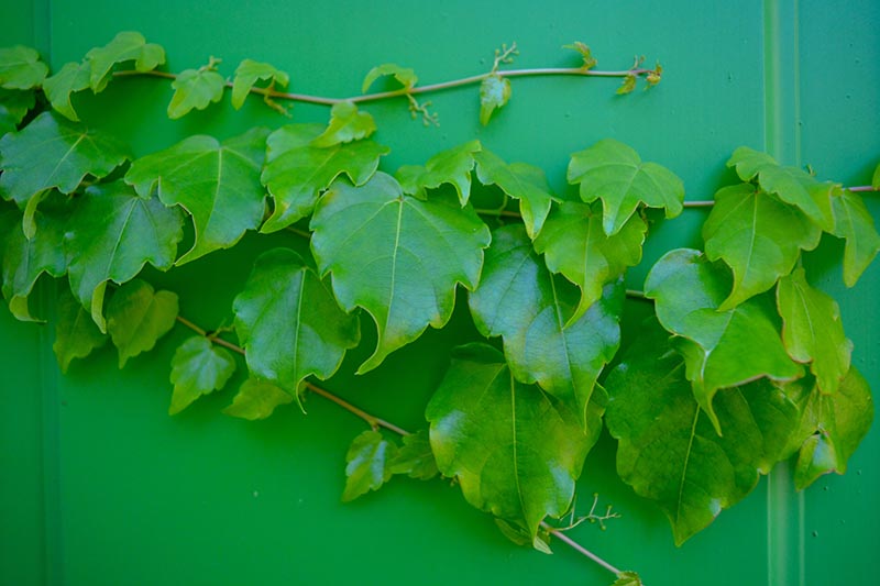 تصویر افقی نزدیک از «شامروک» مارپیچ هدرا که در داخل خانه در امتداد دیوار سبز رشد می کند.