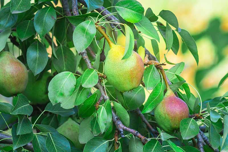 تصویر افقی نزدیک از گلابی‌های بزرگ در حال رسیدن روی درخت که در زیر نور آفتاب در حال محو شدن و تمرکز ملایم در پس‌زمینه تصویر شده است.