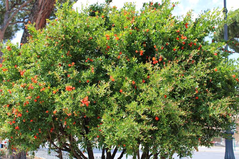 تصویری افقی نزدیک از درخت انار که به شکل درختچه‌ای مانند مملو از گل‌های نارنجی روشن رشد می‌کند.