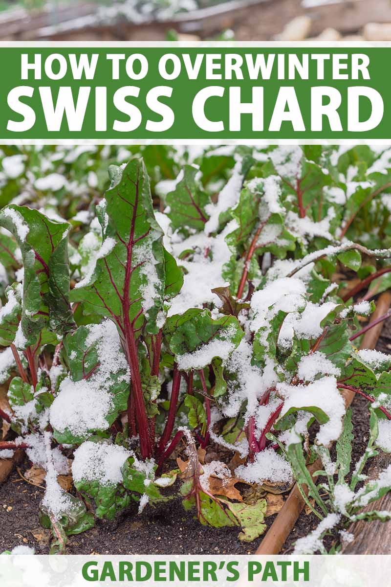 تصویر عمودی نزدیک از شغال سوئیسی در حال رشد در باغی مرتفع در زمستان با پوششی سبک از برف.  در بالا و پایین کادر، متن سبز و سفید چاپ شده است.