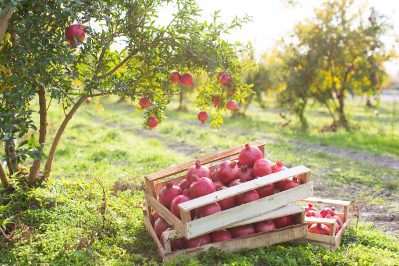 تصویر افقی نزدیک از جعبه‌های چوبی پر از میوه‌های رسیده که روی زمین در باغ انار قرار گرفته‌اند که در نور آفتاب به تصویر کشیده شده است.