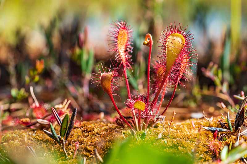 تصویر افقی نزدیک از Drosera anglica که در یک تراریوم در حال رشد است که روی پس‌زمینه‌ای با فوکوس ملایم تصویر شده است.