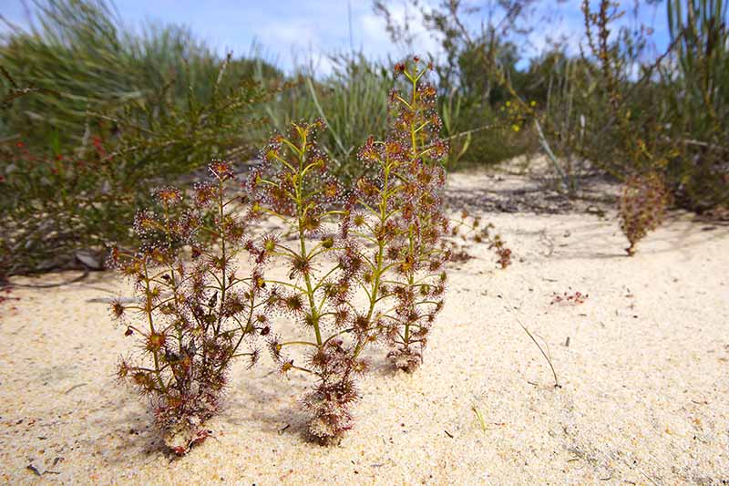 تصویر افقی نزدیک از Drosera stolonifera در حال رشد در خاک شنی در زیستگاه طبیعی خود با علف‌ها در پس‌زمینه.