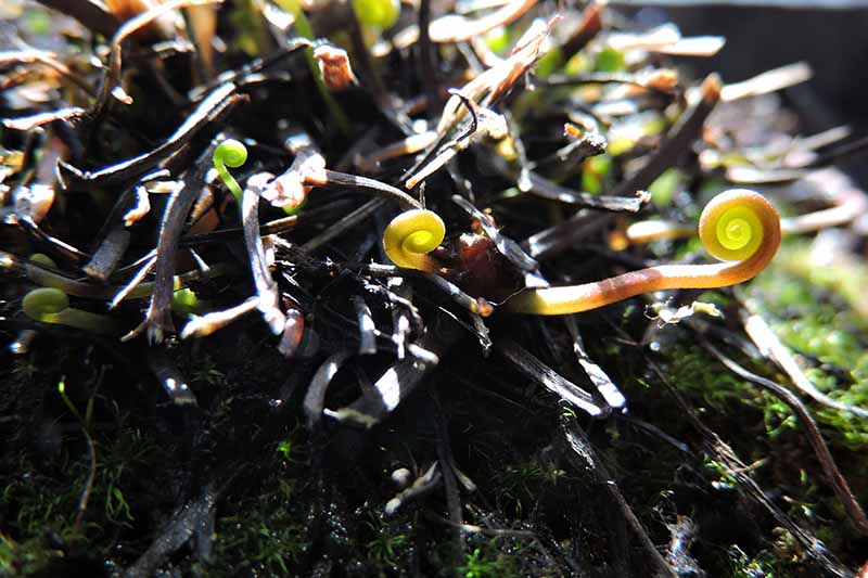 تصویر افقی نزدیک از یک گیاه آفتابی چنگال‌دار کوچک که در باغ رشد می‌کند، روی پس‌زمینه‌ای با فوکوس نرم.
