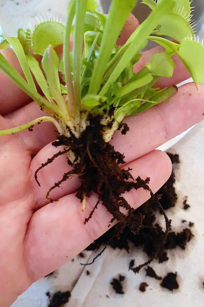 تصویر عمودی نزدیک از تله مگس زهره در کف دست که ریشه‌های ریزوماتیک پوشیده شده در خاک را نشان می‌دهد.