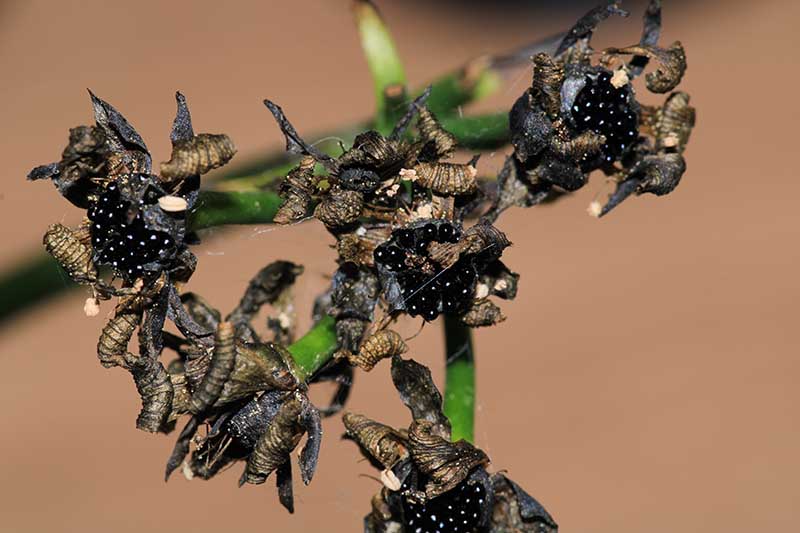 تصویر افقی نزدیک از دانه‌های مگس خوار ناهید پس از گلدهی که در پس‌زمینه‌ای با فوکوس ملایم تصویر شده است.